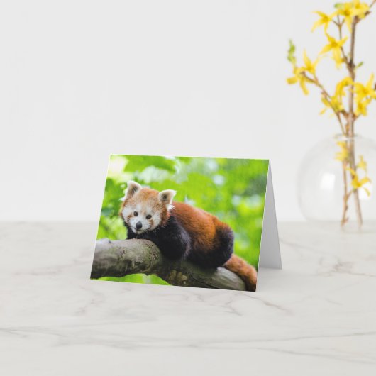 Red Panda Karte (Gelbe Blume)