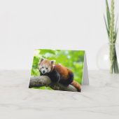 Red Panda Karte (Vorderseite)