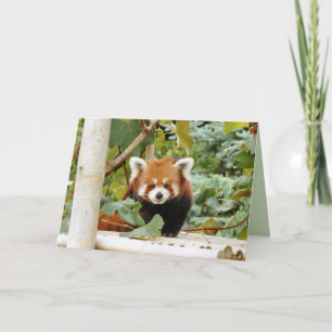 Red Panda Karte