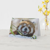 Red Panda Karte (Gelbe Blume)