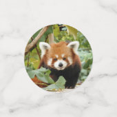 Red Panda Konfetti (Klein Vorderseite)