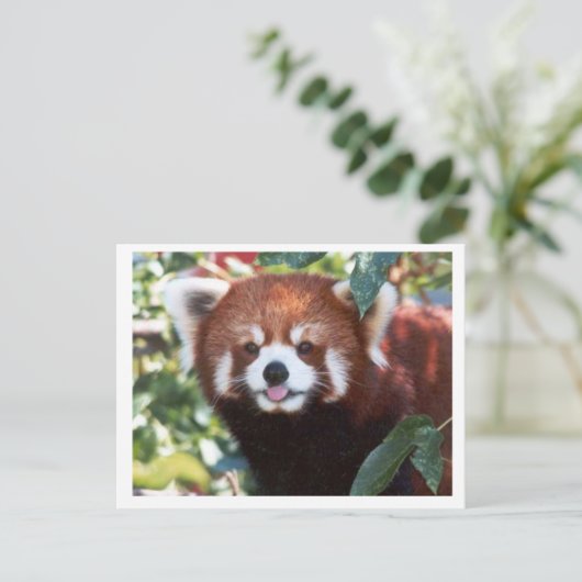 Red Panda Laughing Postkarte (Stehend Vorderseite)