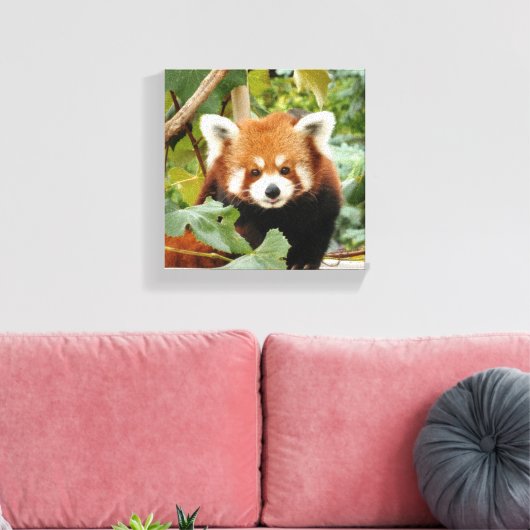 Red Panda Leinwanddruck (Insitu (Wohnzimmer))