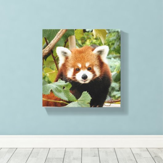 Red Panda Leinwanddruck (Insitu (Holzboden))