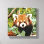 Red Panda Leinwanddruck (Vorderseite)