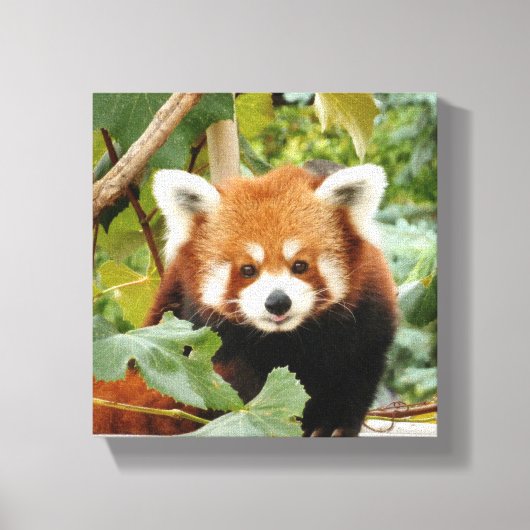 Red Panda Leinwanddruck (Vorderseite)