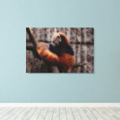 Red Panda Leinwanddruck (Insitu (Holzboden))