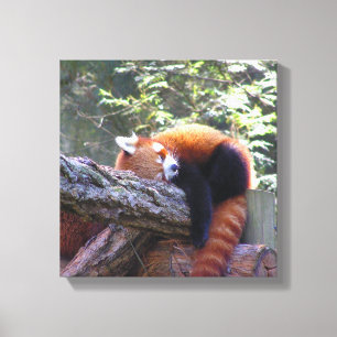 Red Panda Leinwanddruck