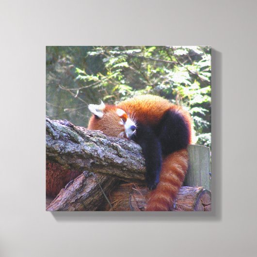 Red Panda Leinwanddruck (Vorderseite)