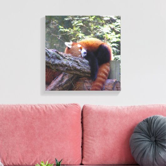 Red Panda Leinwanddruck (Insitu (Wohnzimmer))