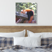 Red Panda Leinwanddruck (Insitu (Schlafzimmer))