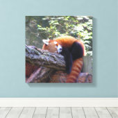 Red Panda Leinwanddruck (Insitu (Holzboden))