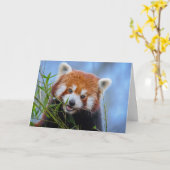 Red Panda Lunching auf Bamboo-Blätter Karte (Gelbe Blume)