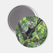 Red Panda Magnet (Vorderseite/Rückseite)