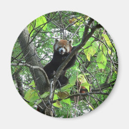 Red Panda Magnet