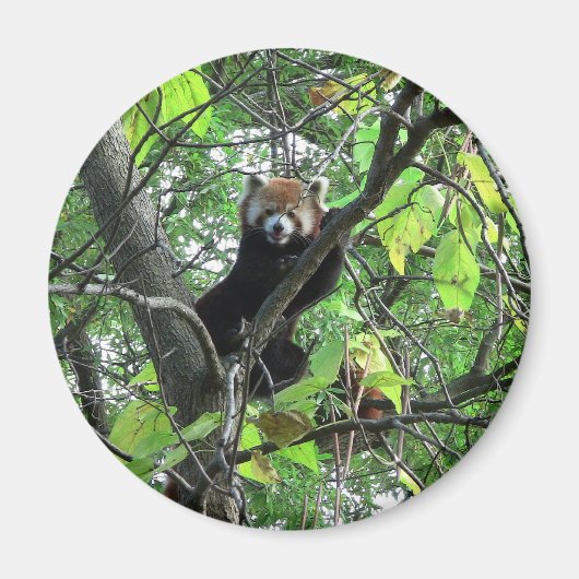 Red Panda Magnet (Vorne)