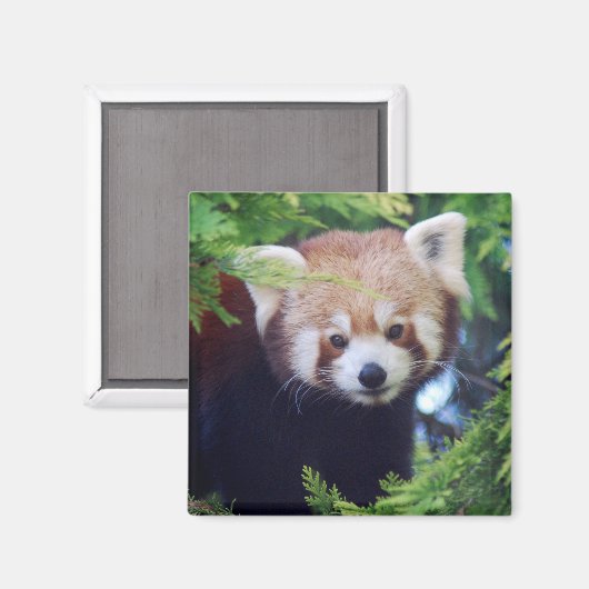 Red Panda Magnet (Vorderseite/Rückseite)