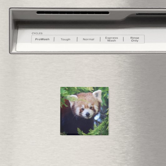Red Panda Magnet (In Situ (Geschirrspüler))