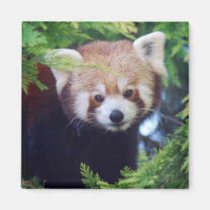 Red Panda Magnet