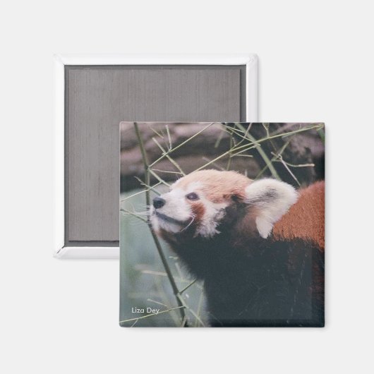 Red Panda Magnet (Vorderseite/Rückseite)