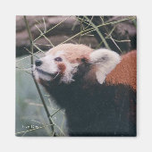 Red Panda Magnet (Vorne)