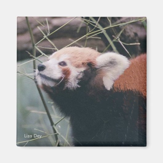 Red Panda Magnet (Vorne)
