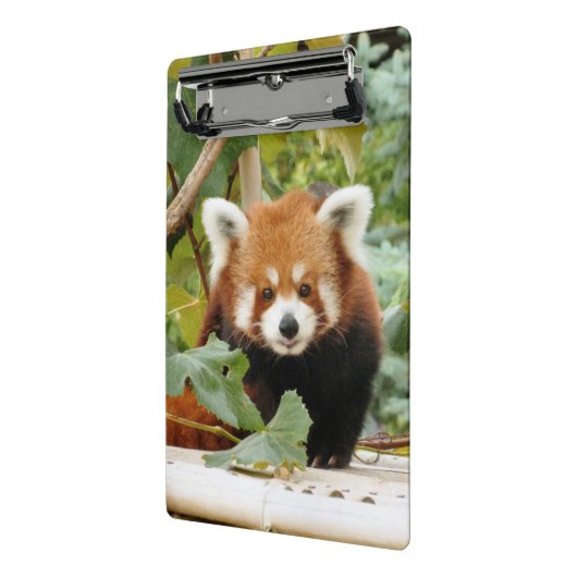 Red Panda Mini Klemmbrett (Gewinkelt2)