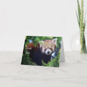 Red Panda Note Card Karte (Vorderseite)