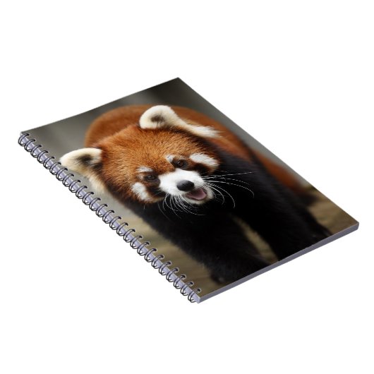 Red Panda Notizblock (Rechte Seite)