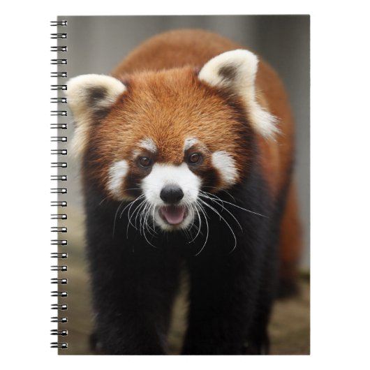 Red Panda Notizblock (Vorderseite)