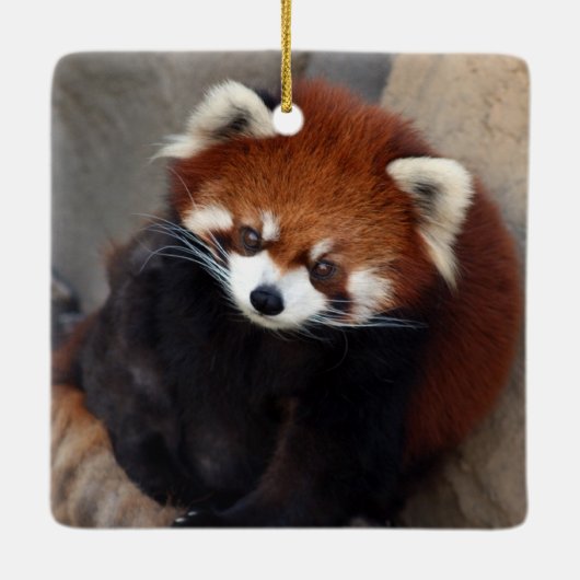 Red Panda Ornament (Rückseite)