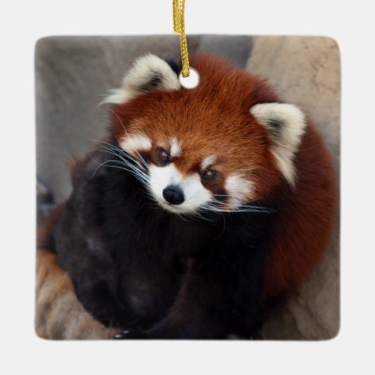Red Panda Ornament (Vorderseite)