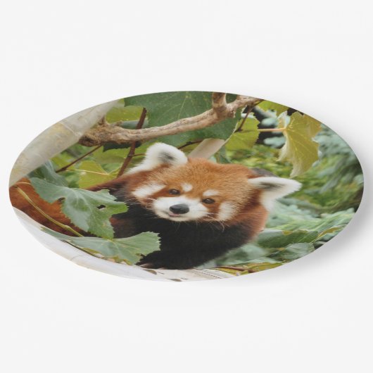 Red Panda Pappteller (Schrägansicht)