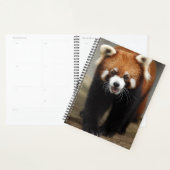 Red Panda Planer (Anzeige)