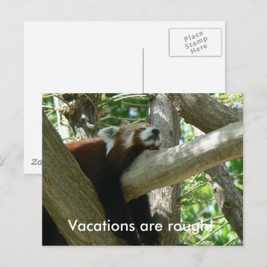 Red Panda Postcard Postkarte (Vorne/Hinten)