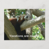 Red Panda Postcard Postkarte (Vorderseite)