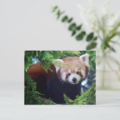 Red Panda Postcard Postkarte (Stehend Vorderseite)