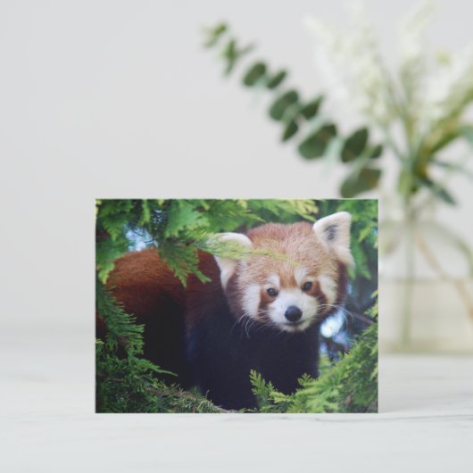 Red Panda Postcard Postkarte (Stehend Vorderseite)
