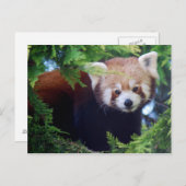 Red Panda Postcard Postkarte (Vorne/Hinten)