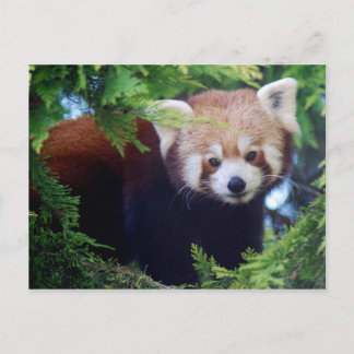 Red Panda Postcard Postkarte