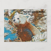 Red Panda Postcard Postkarte (Vorderseite)