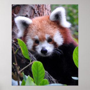 Red Panda Poster