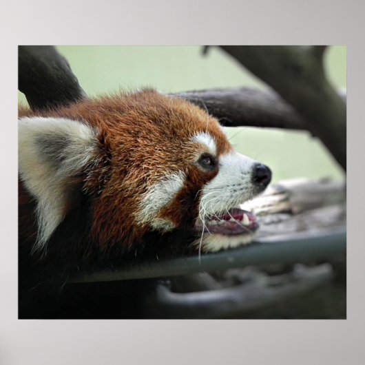 Red Panda Poster (Vorne)
