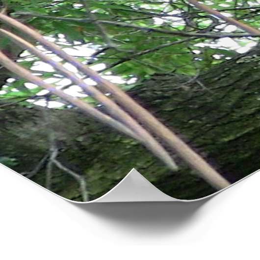 Red Panda Poster (Ecke)