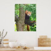 Red Panda Poster (Küche)