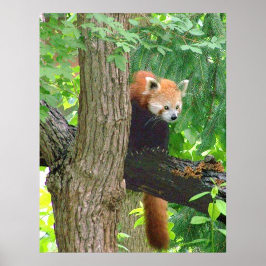Red Panda Poster (Vorne)