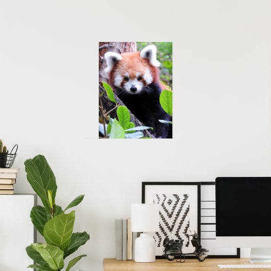 Red Panda Poster (Heimbüro)