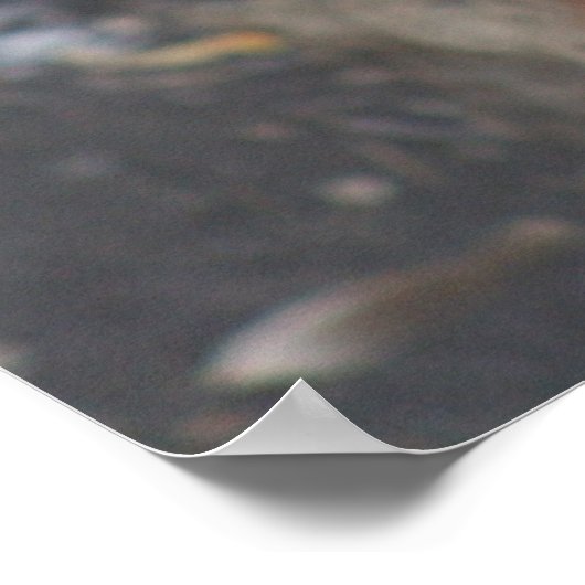 Red Panda Poster (Ecke)