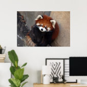 Red Panda Poster (Heimbüro)