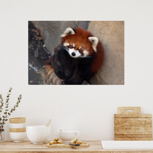 Red Panda Poster (Küche)